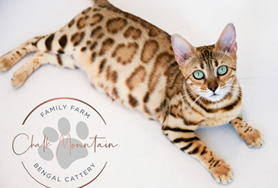 Brown Bengal Cat for sale